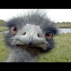 Meet your Posher, Devon